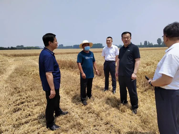 唐县人民政府县长孟辉到南店头乡查看小麦收割情况